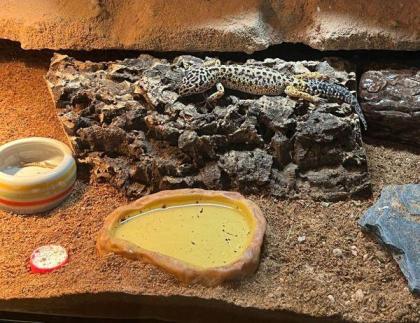 Leopardgeckos aus Privatzucht