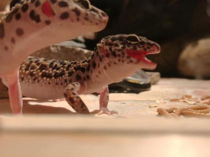 4 Leopardgeckodamen mit 2 Terrarien