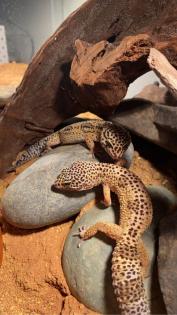 2 Leopardengecko Weibchen