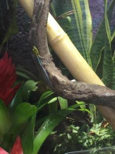Phelsuma Klemmeri adult