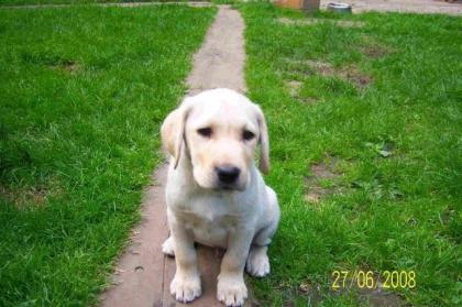 BLONDE LABRADOR WELPEN ABZUGEBEN, COTTBUS, FP 430Euro