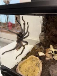 Vogelspinne Lasiodora parahybana