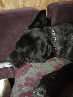 Cane Corso Hündin Kira