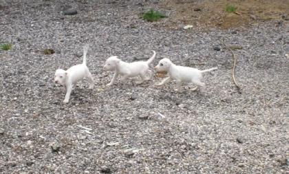 Dogo Argentino Welpen ab 25. 05. 2021