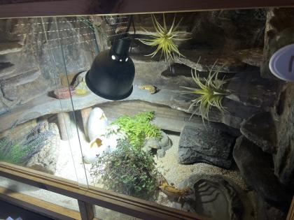 Terrarium mit 3 Leopardgeckos -vollausgestattet Zubehör