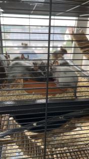 Degu Babys sind bereit für ihr neues Zuhause