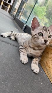 Bengalen Babys suchen neue Dosenöffner