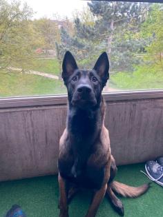 Hund Malinois