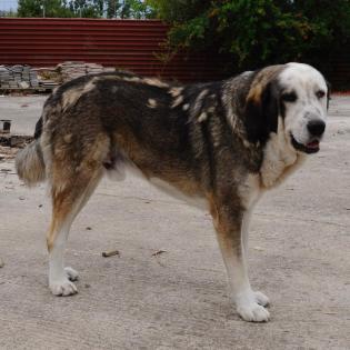 Markos sucht ein Zuhause