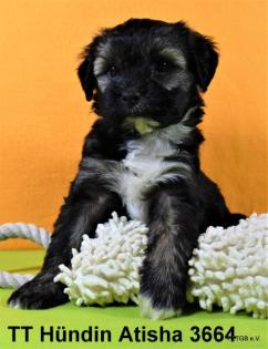 2 Tibet Terrier Welpen suchen sehr guten Platz auf Lebenszeit