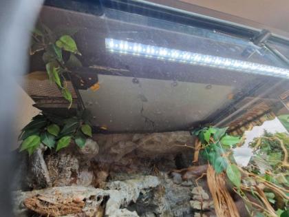 Zwei Kornnatter zu verkaufen. Mit oder ohne Terrarium
