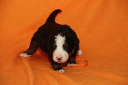 Berner Sennenhundwelpen