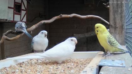 Opaline und Albino Singsittiche