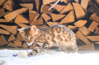 Traumhaft schön gezeichnete Bengal Kitten