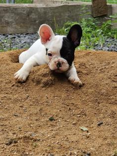 Französische Bulldoggen