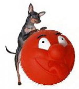Fotowettbewerb für Hunde