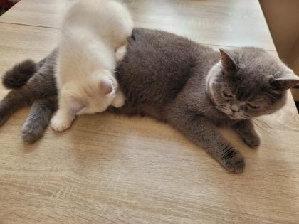Bkh Kitten