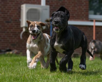 Wunderschöne schwarzes Deutsche Doggen Mädchen, geb. 17. 03. 2023