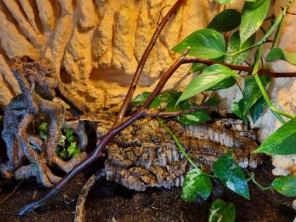 Terrarium mit Zubehör und Kornnatter zu verkaufen