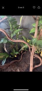 Terrarium für Echsen, Chamäleon etc