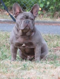 Französische Bulldoggen Welpen Hündin blau mit Papieren