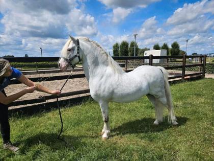 Welsh a zucht hengst von springbourne capricorn