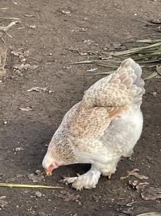 Bruteier Brahma gelockt und glatt