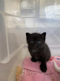 Kätzchen Kitten zu verkaufen