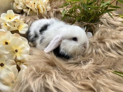 Minilop-Zwergwidder-Mini Lop-Zwergkaninchen-Tierversand möglich