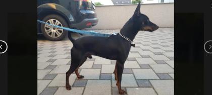Minibullpinscherwelpen