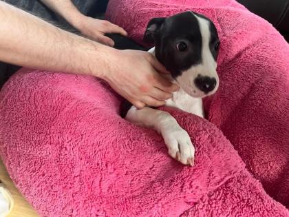 American Stafford x American Bulldog