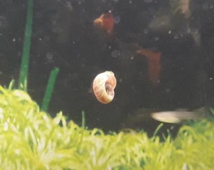 Kleine Posthornschnecke rot, blau, braun Planorbella duryi var. Aquarium Schneck
