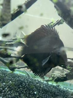 Diskusfische / Aquariumauflösung