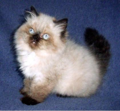 Perser Colourpointkitten seal-point