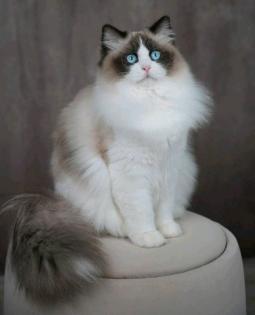 Ragdoll Katze/Kater mit Stammbaum