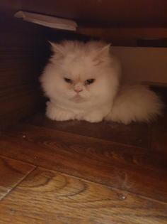 Mailo sucht Zuhause und liebevolle Besitzer