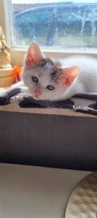3 Miezis Hauskatzen absolut gesund