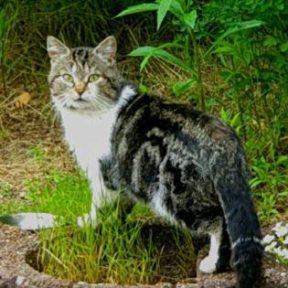 Katze KATER LUI wird gesucht/vermisst