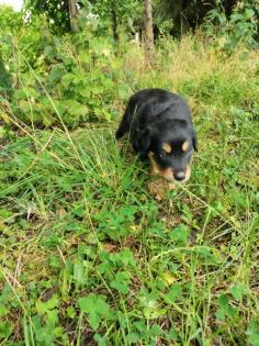 Border Collie - Labrador Welpen Mischlinge