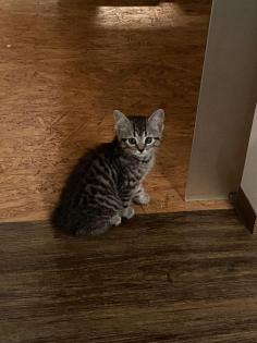 Siam-Perser-Mix Katzenwelpen