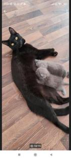 Wunderschöne Bkh kitten suchen neue Dosenöffner