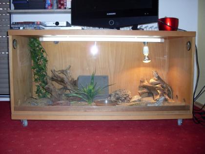 Bartargamen Pärchen Terrarium zu Verkaufen