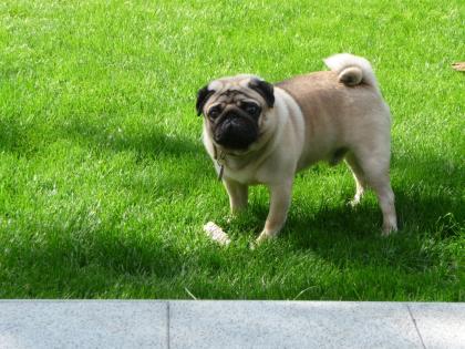Mops sucht nette Hündin