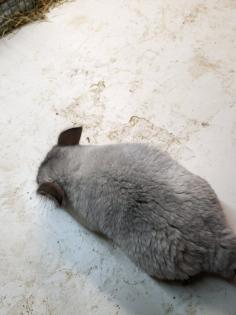 Langschwanz Chinchillas