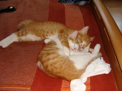 2 Süße langhaar Katzenbabys abzuegeben