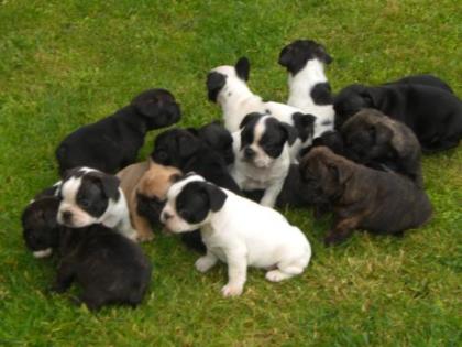 Französische Bulldogge Welpen