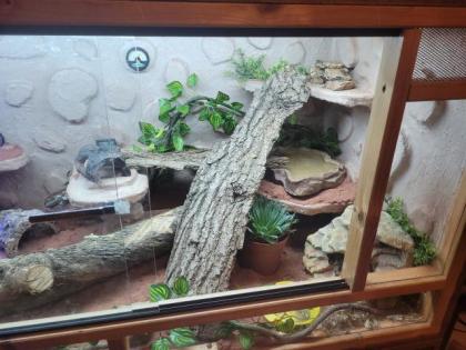 Leopardgecko