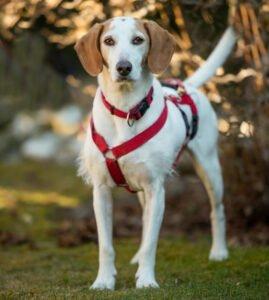 NUOVO - männlich 6 Jahre 42 cm 16. 2 kg Mischling Gechipt Kastriert
