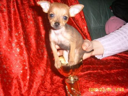 1 chihuahua braun