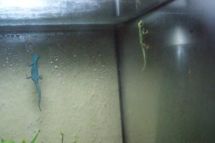Lygodactylus williamsi Weibchen zuVerkaufen